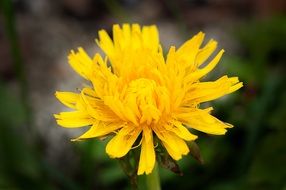 Close-up of the beautiful yellow dandelion flower at blurred background