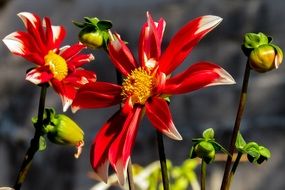 splendiferous spring flower