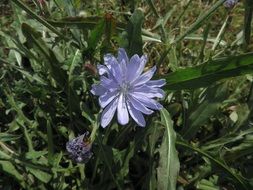 light blue flower of chicory