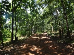 road among the jungle in india