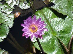 purple lily on a green leaf on a pond