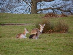 three young wild deer in the park