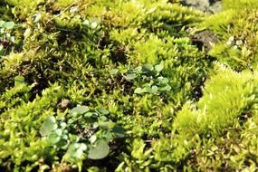 Curly green moss in the forest