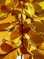 Colorful autumn leaves of European beech