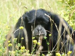 chimpanzee monkeys