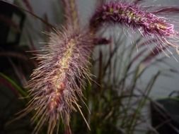 wild grass in wetland