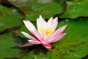 Beautiful pink and white water lily on a green leaf close up