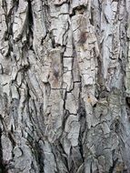 bewitching structure tree