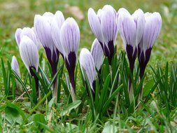 closed crocuses in the green grass