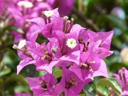 exotic bright pink flowers