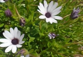 splendiferous white purple flower