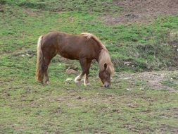 the horse in the meadow eats grass