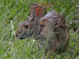 Beautiful rabbit on the grass on the meadow