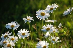 white meadow flowers among green grass