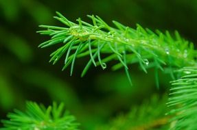 branch with green needles close-up on blurred background