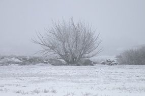 lonely tree through ice fog