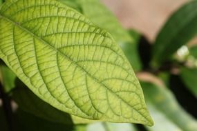 perfect leaves of a green plant close-up on blurred background