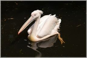 pelican pink young nature bird