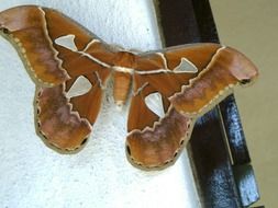 Beautiful brown, orange and white butterfly