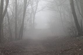 Trail through foggy forest