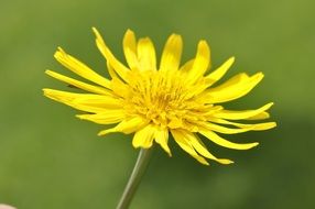 Close-up of the beautiful, big yellow dandelion on a green background
