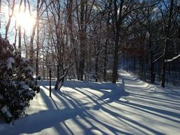 shadows of trees in the snow in the forest