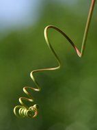 Green climber plant