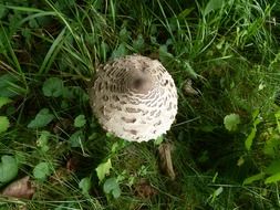 fresh white mushroom in the green grass