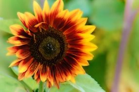 bright sun flower