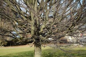 dry tree in autumn