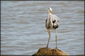 heron with long legs stands on a stone in a pond