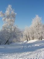 winter landscape trees forest snow