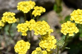 Photo of yellow spring flower