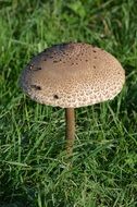 autumn mushroom on green grass close up