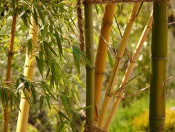 splendiferous bamboo garden