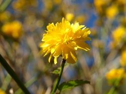 yellow flower of ranunculus