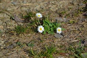 White daisy flowers early spring