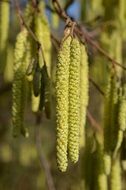 hazel blooms in spring