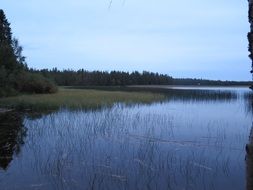 swamp grass by the lake in Finland