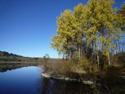 birch trees by the river