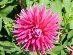 pink flower of a garden plant with sharp petals