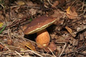 edible porcini in the forest