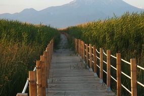 wooden bridge through cane thickets