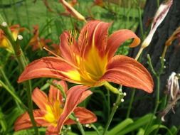 blooming lilies under the bright sun close up