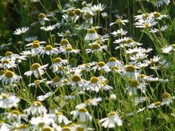 meadow wild daisies