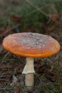 inedible orange mushroom in the forest