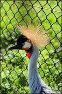 crowned crane in cage