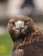 eagle bird peak