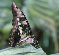 beautiful butterfly agamemnon closeup