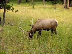 Mammal in the wildlife